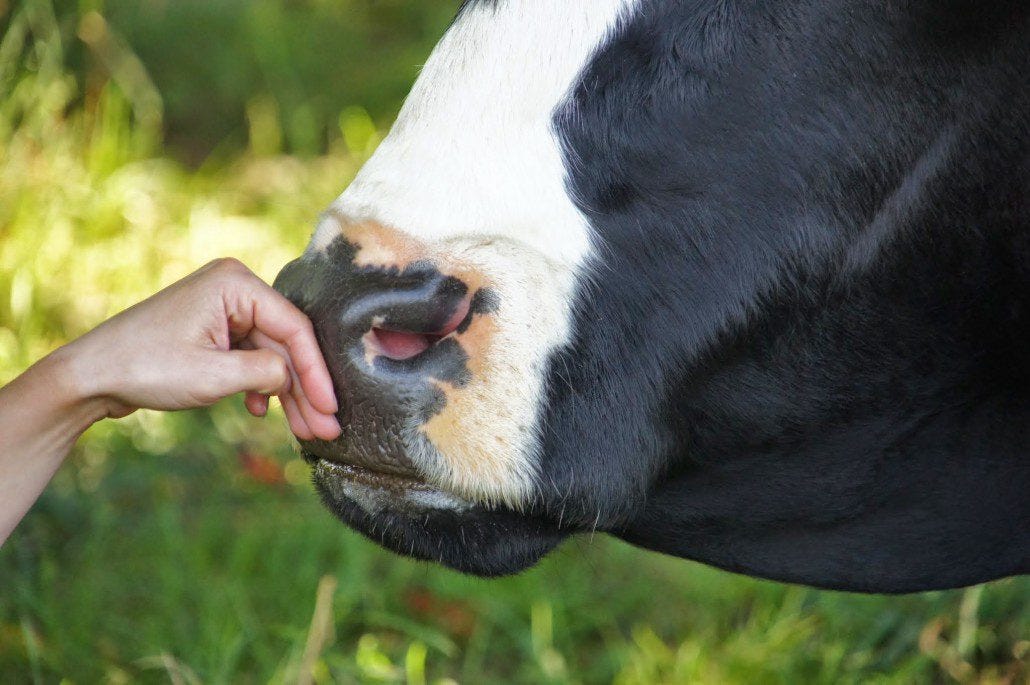 Cow snout Cow snout