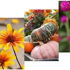 With colder temps coming, time to winterize perennial gardens