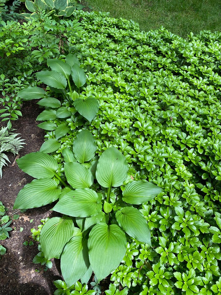 Pachysandra growing in garden, covering the ground with lush green leaves. Pachysandra plants uprooted and lying in a pile on the lawn next to garden hoe.