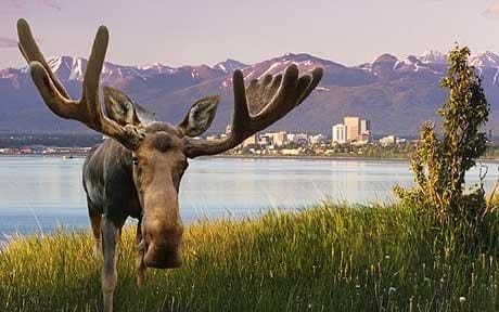 A moose, just outside of Anchorage, Alaska.