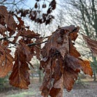 What does ‘Creative’ mean in Creative Non-fiction?