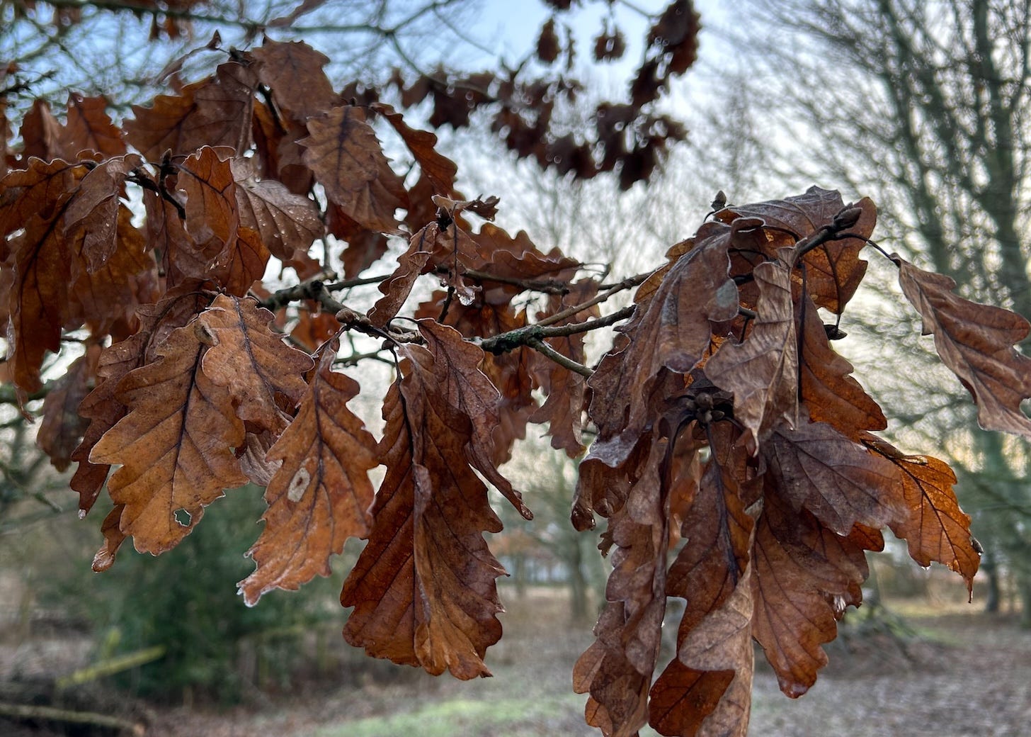 winter leaves browned and frosted hanging from the branch of a tree in a small woodland winter leaves browned and frosted hanging from the branch of a tree in a small woodland