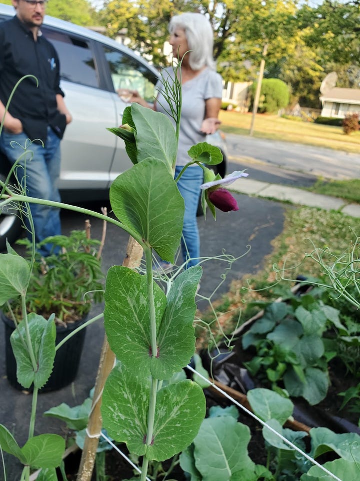 Overflowing garden boxes; the right angles of dahlias, pink sugar snap pea flowers with blurry people in the background; a ladybug on milkweed that's about to bloom