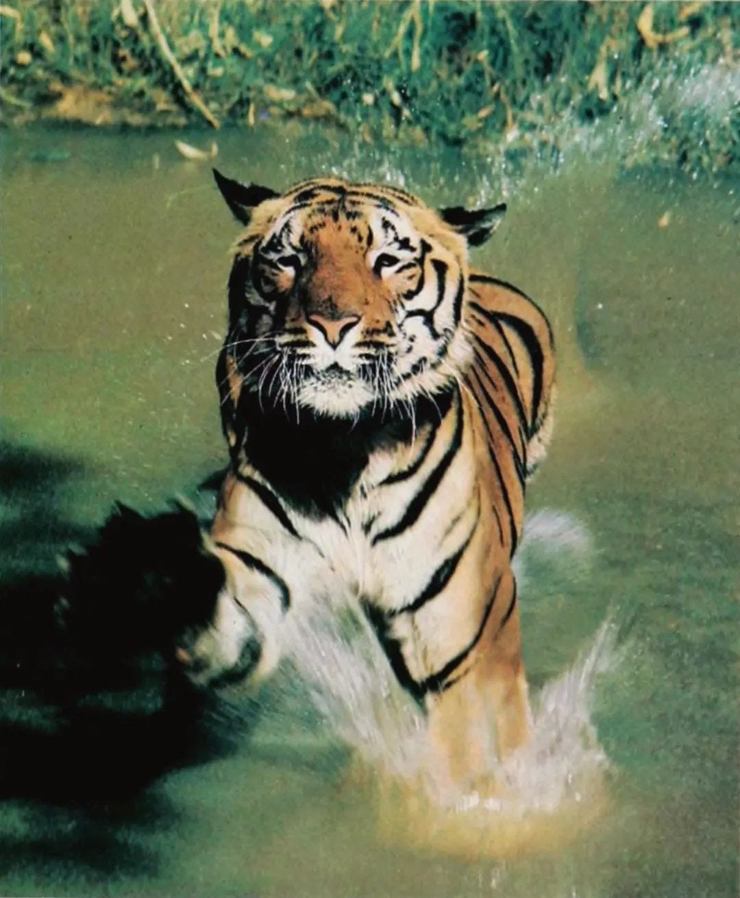 An Instagram  post added by luca on Jun 09, 2024. The author is @equator. May present: siberian tiger, bengal tiger, hair, head, water.