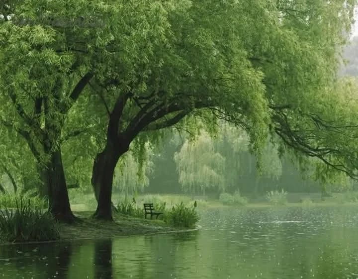 Tranquil scene of weeping willow trees overlooking a misty lake with a solitary bench at the water's edge.