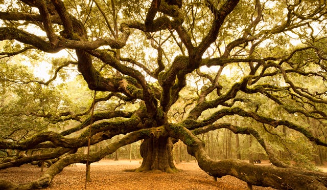 A New Approach to Building the Tree of Life | Quanta Magazine