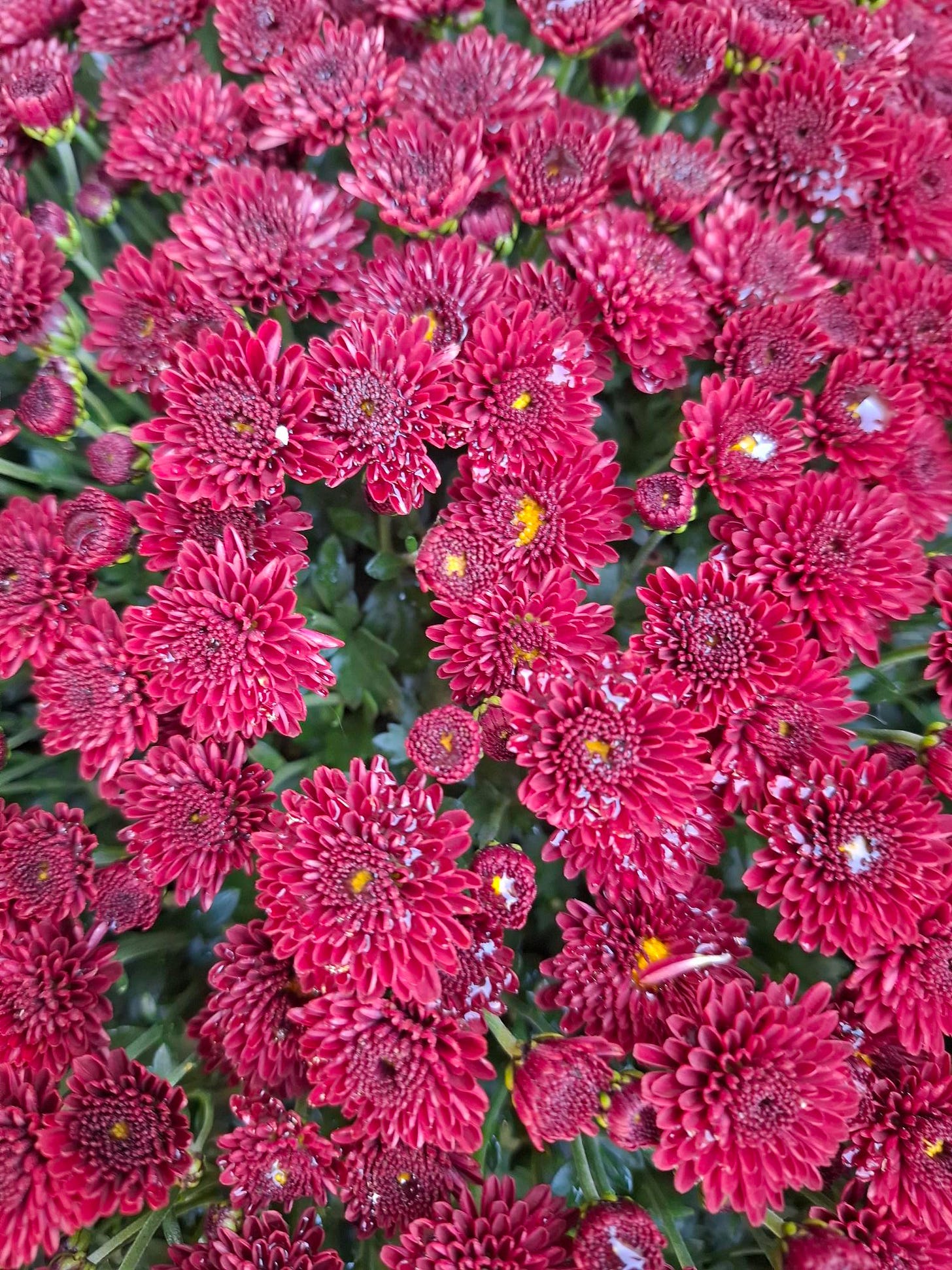 Burgundy red flowers