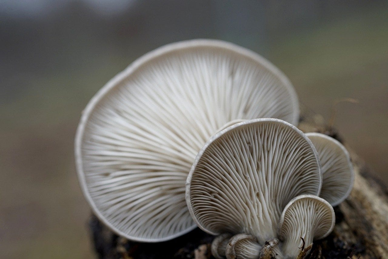 Free Oyster Mushrooms Mushrooms photo and picture