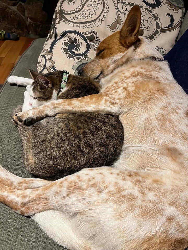 a red heeler dog cuddling with cats