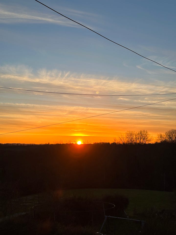 blue sky and sheep in field. Beautiful orange sunset