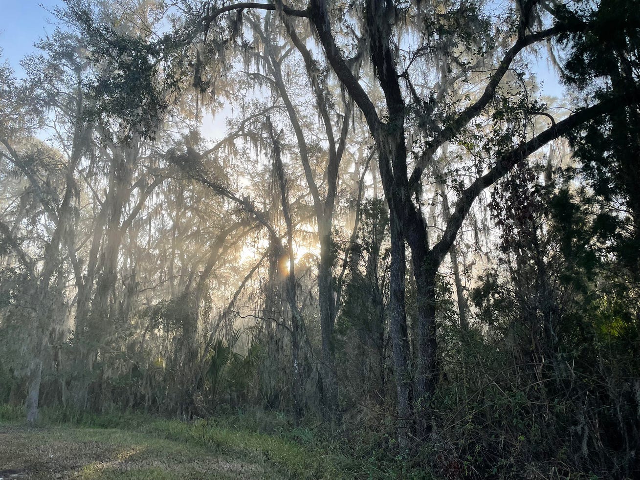 Light streaming through a Spanish moss covered woods.