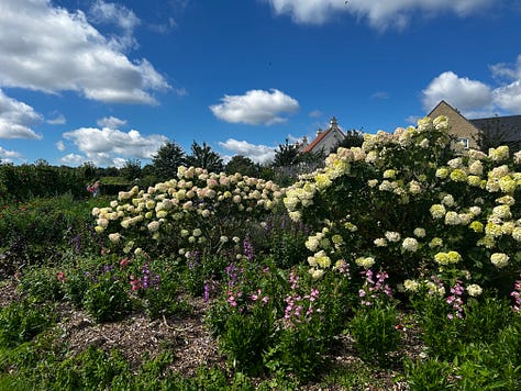 A selection of the many flowers I photographed at Somerset Lavender in the village of Faulkland. They are taken on my iPhone 14. The flowers look beautiful in the glorious sunshine. Images: Roland’s Travels.