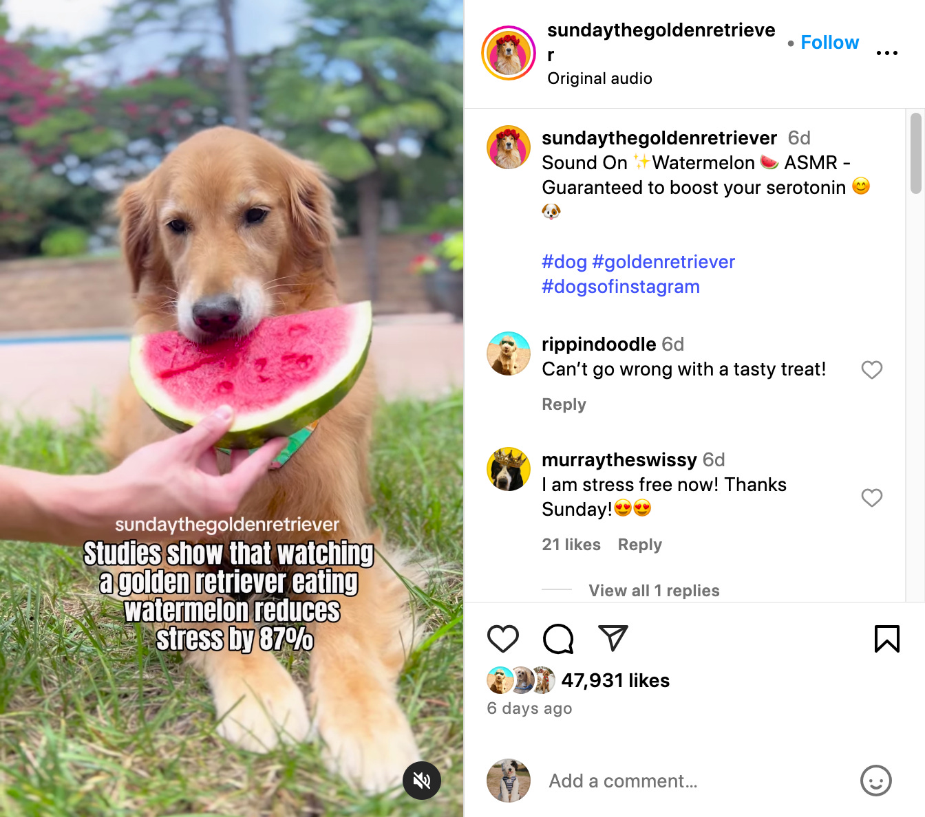 screenshot of sundaythegoldenretriever eating watermelon reel