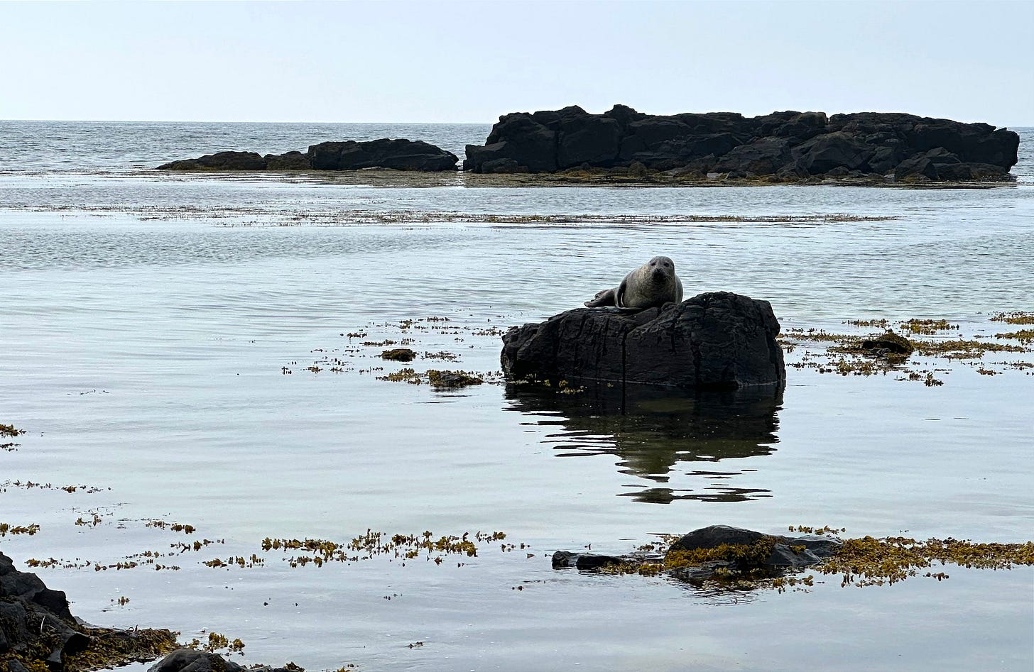 seal at Ytri-Tunga beach