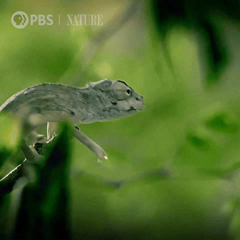 Baby Eating GIF by Nature on PBS Baby Eating GIF by Nature on PBS