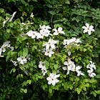 10 care-free plants for mid-July
