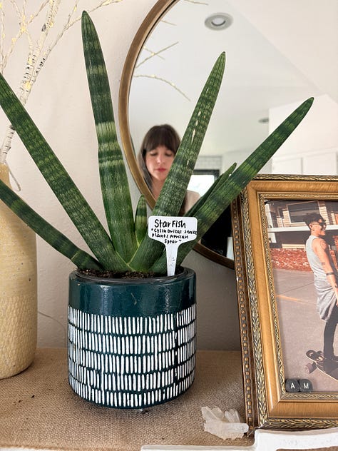 Three photos of various thriving potted plants, including a cactus with a hot pink cowboy hat on its head. Photos of Andrea amidst the plants, an altar.