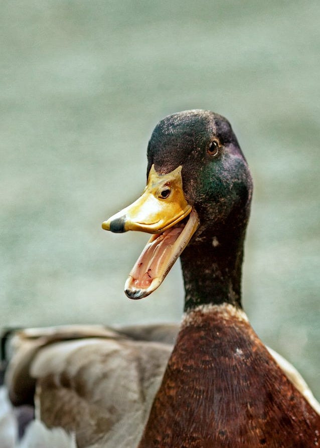 brown and white duck on gray concrete floor