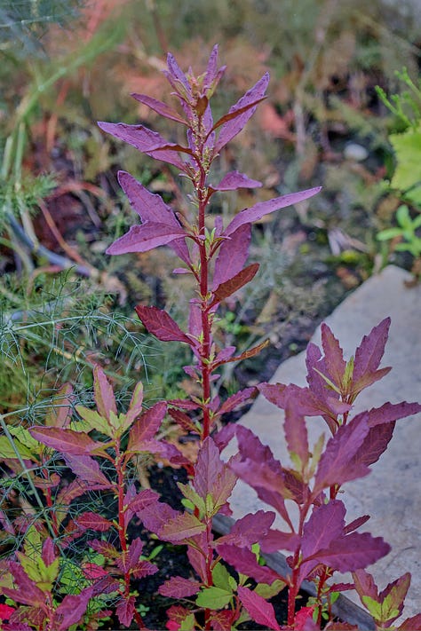 various herb plants from Latin America