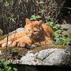 The Fragile Belonging of Home