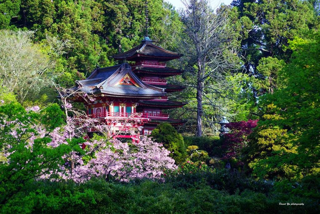 Cherry blossoms at the Japanese Tea Garden in San Francisco