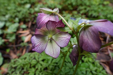 Purple flowers with veined petals bloom against a lush green background, creating a vibrant and serene garden scene.