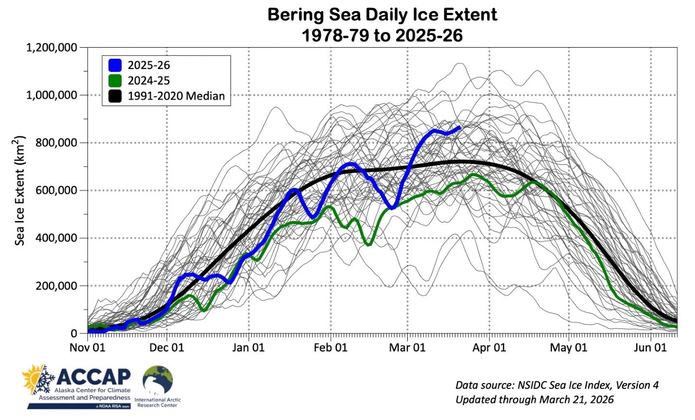 Daily sea ice extent in the Bering Sea each season (November through mid-June) 1978-79 to 2025-26 with the past two seasons and the smoothed 1991-2020 median highlighted.