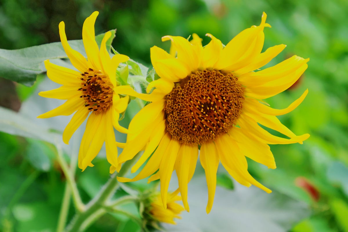 two sunflower blooms