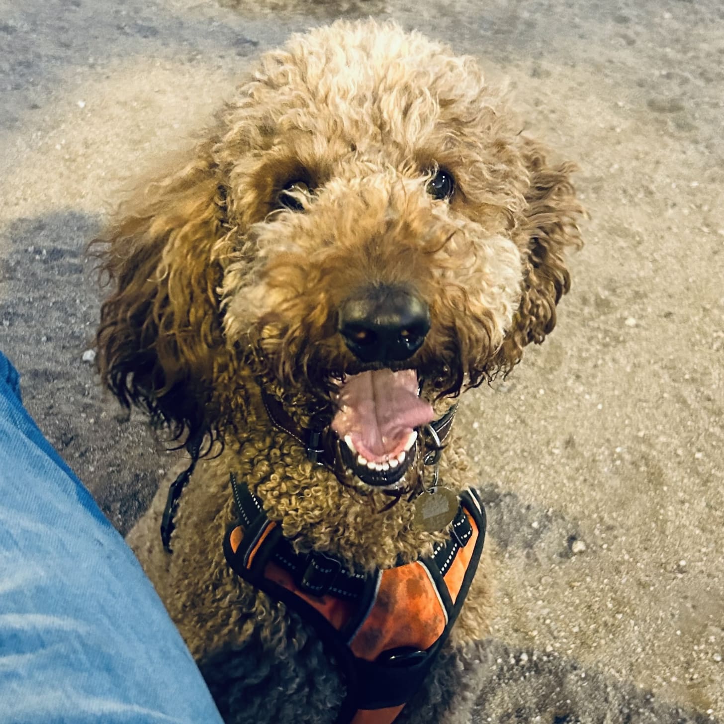Bee, a golden doodle, smiles at his human