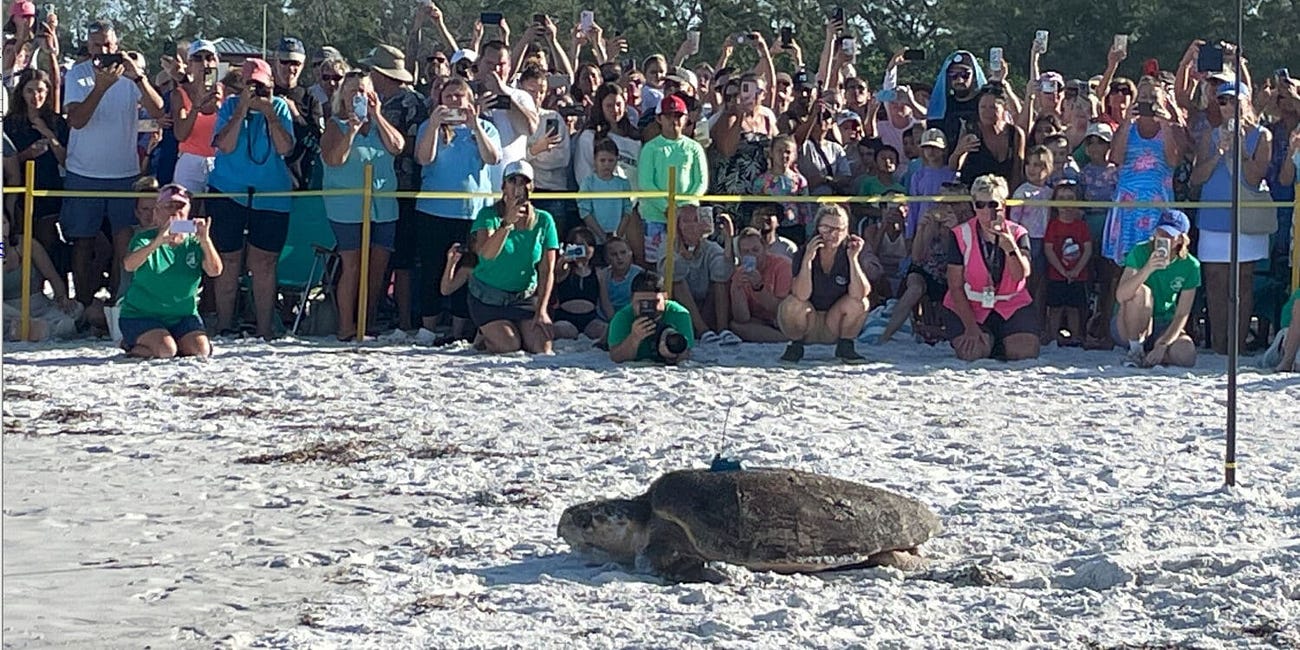 Winnie the Loggerhead Draws Crowd at Coquina Beach Sea Turtle Release