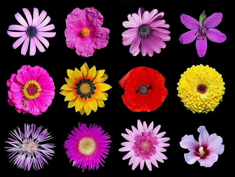 Alvesgaspar, CC BY-SA 4.0 <https://creativecommons.org/licenses/by-sa/4.0>, via Wikimedia Commons Alvesgaspar, CC BY-SA 4.0 <https://creativecommons.org/licenses/by-sa/4.0>, via Wikimedia Commons