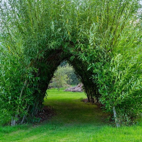 living willow