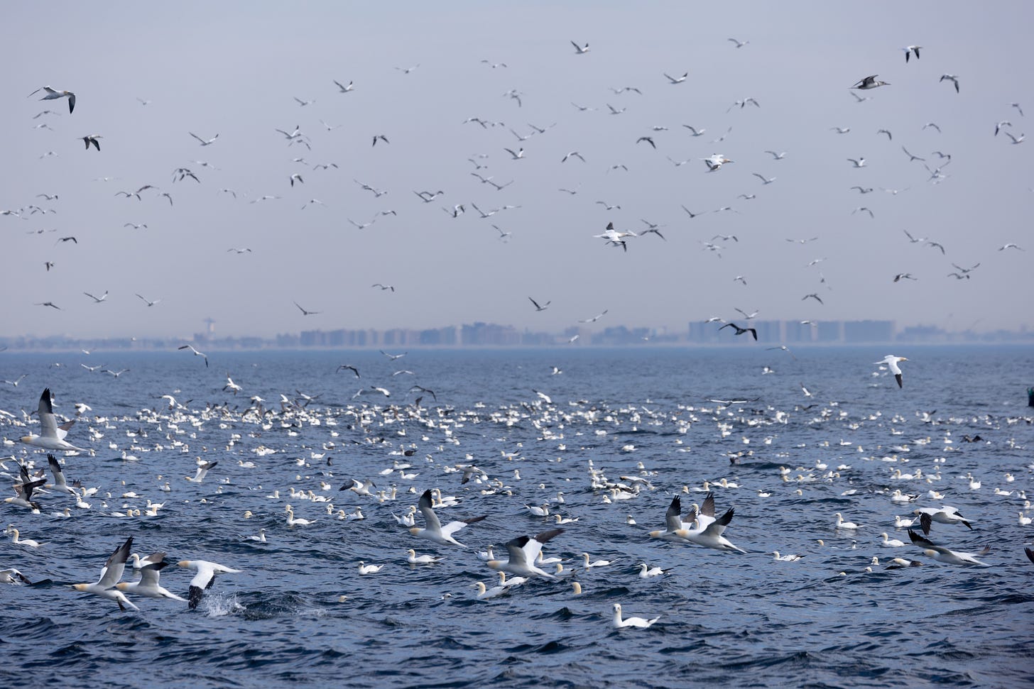 hundreds of gannets on the surface of the sea and flying above it. gannets are large white seabirds with black-tipped wings and an orange-washed head.