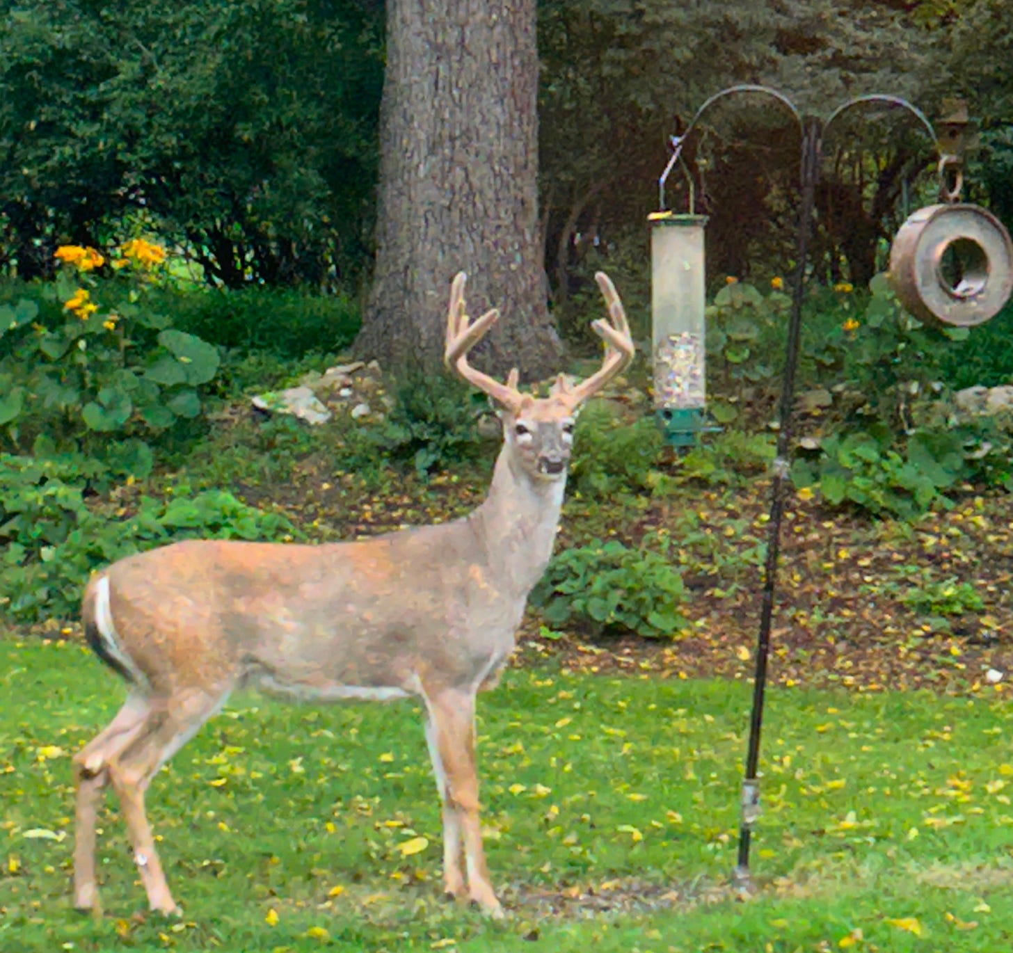 A white-tailed deer buck in a suburban yard A white-tailed deer buck in a suburban yard