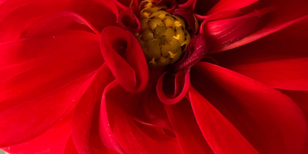 Your Body is a House of Flowers
