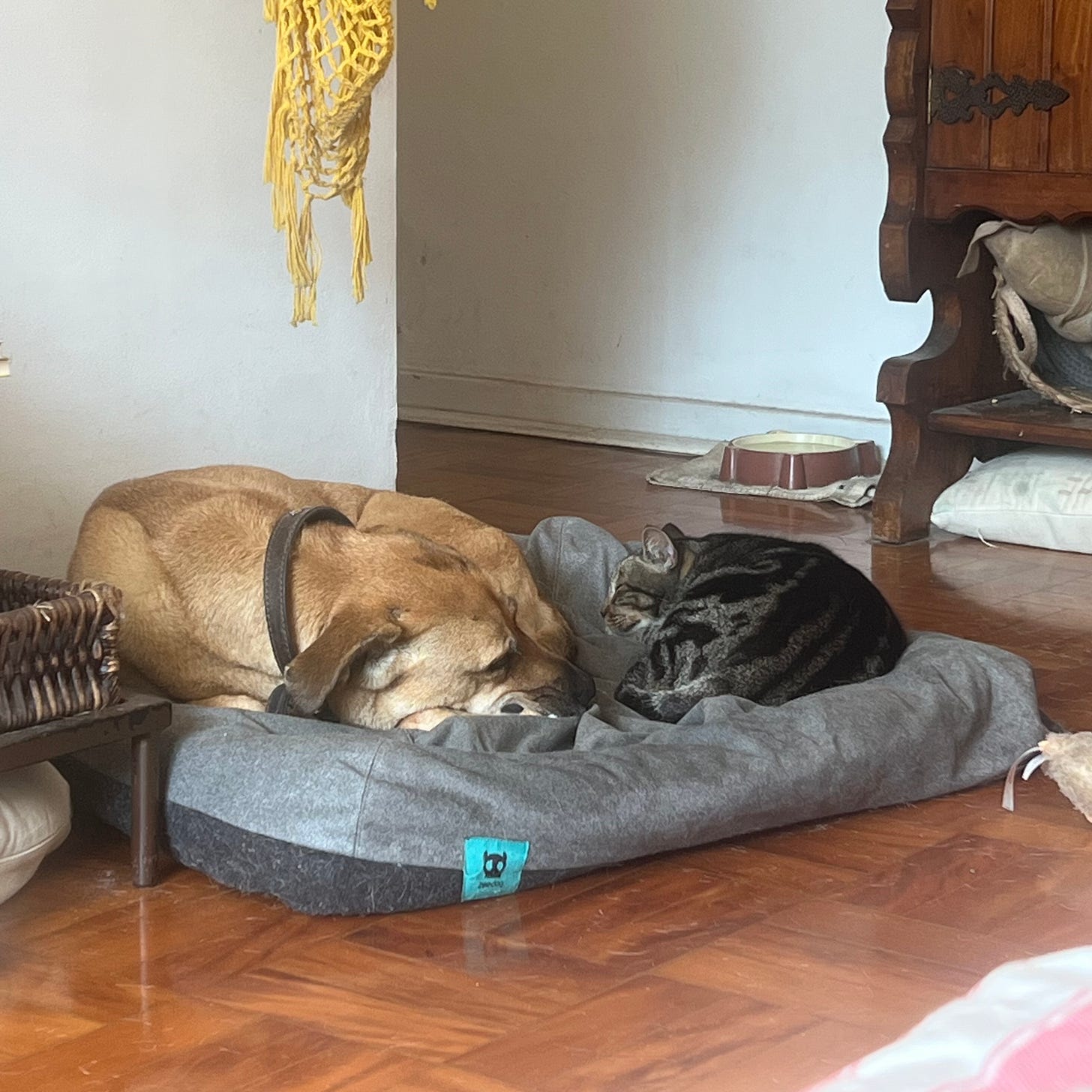 Foto de Batista, um cachorro caramelo grande, deitado enrolado na sua cama na sala junto de Fortunato, um gatinho tigrado. 