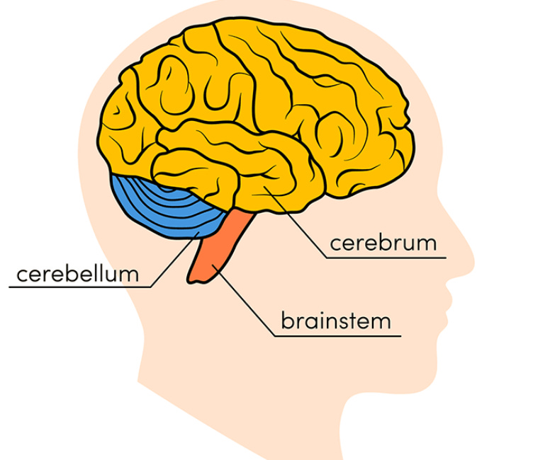 Basics of Neuroanatomy - Neuroscience & Wellness