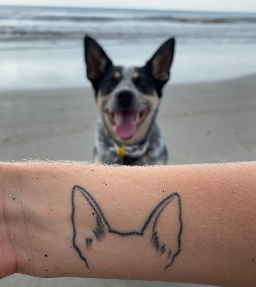 A minimalist dog ear outline tattoo on my right wrist, in front of the cattle dog who inspired it sitting on a beach