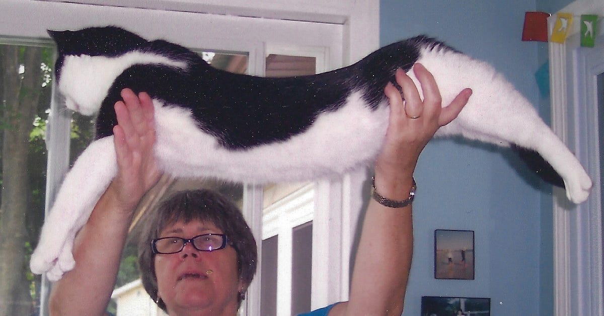 Woman lifting a cat high.