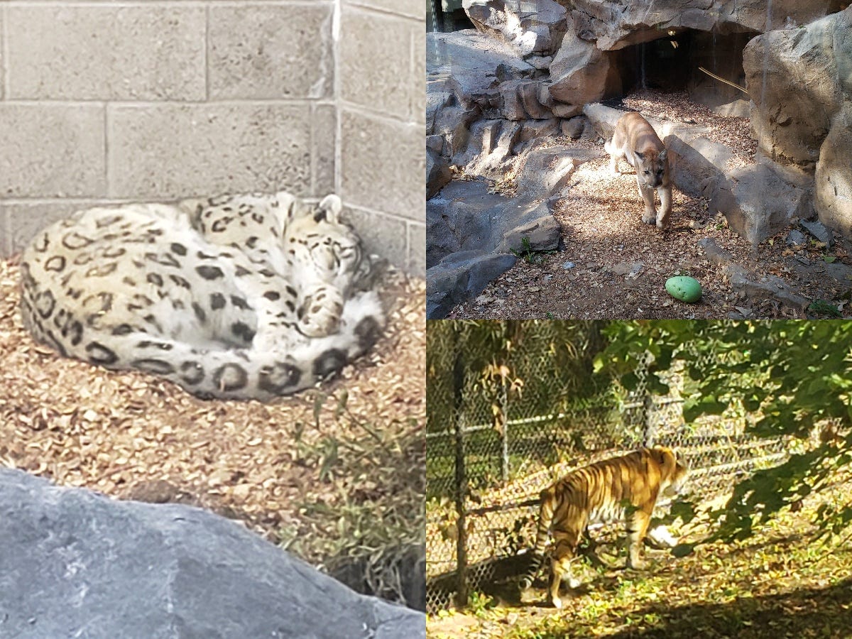 A collage of three photos. On the left is a curled up leopard sleeping. On the right, on the top, is a cougar. On the right, on the bottom, is a tiger.