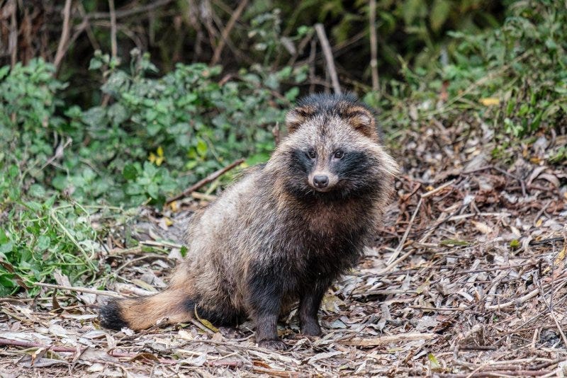 Authorities in Wales are searching for a raccoon dog on the loose since January. Photo by andreiprodan_/Pixabay.com