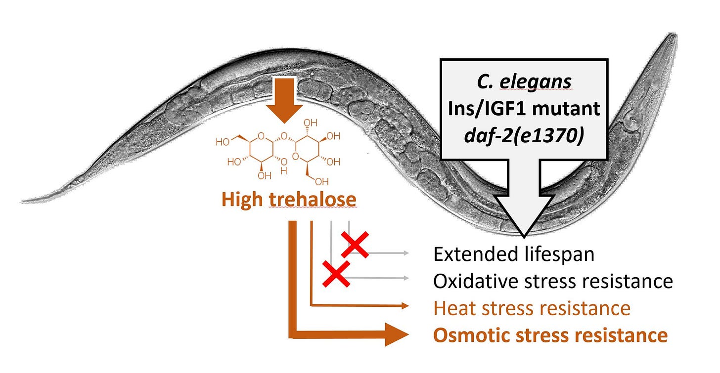 Elevated Trehalose Levels in C. elegans daf-2 Mutants Increase Stress  Resistance, Not Lifespan