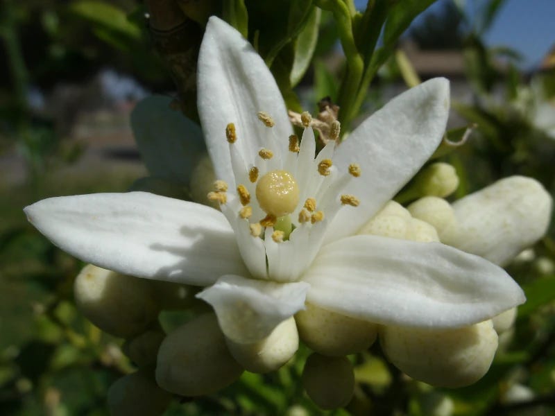 A close-up picture of a single orange blossom, with stamens and pistil clearly visible.
