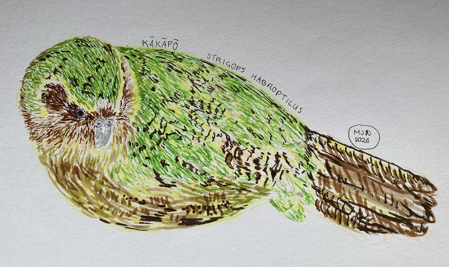 A felt pen drawing of a kākāpō, looking rather round and fat A felt pen drawing of a kākāpō, looking rather round and fat
