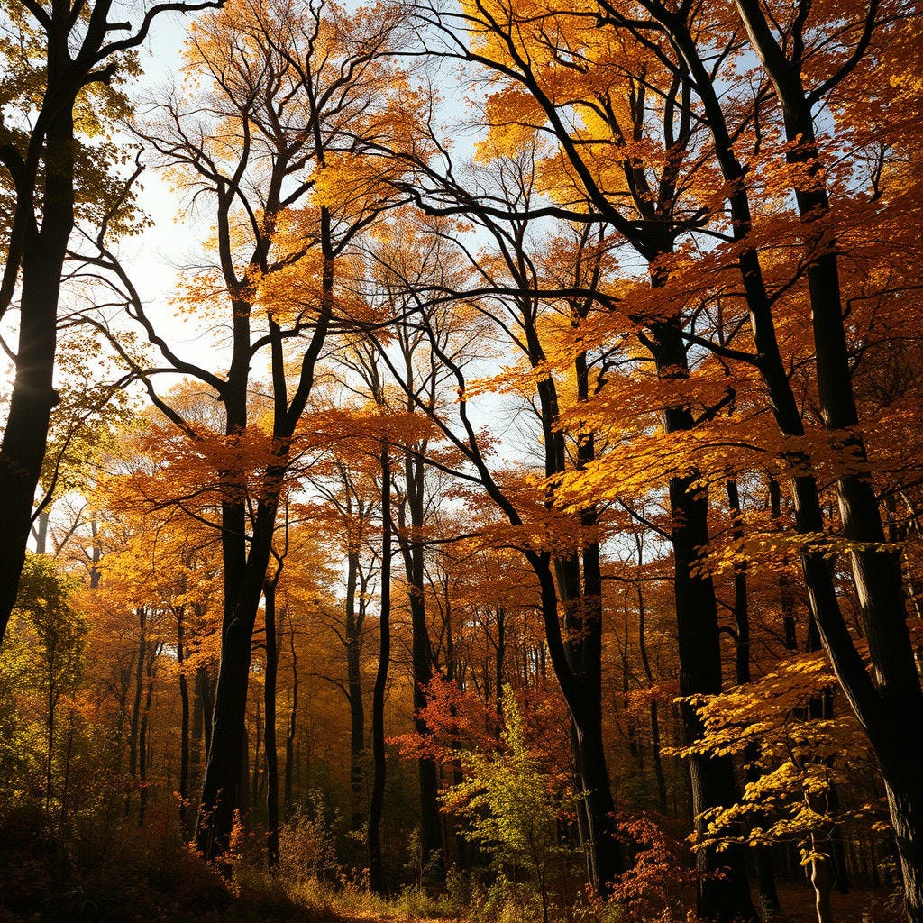 temperate deciduous woodland in North America