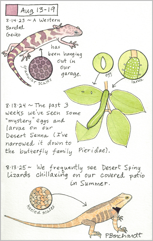 Perpetual Journal, week of Aug. 13-19: Desert Spiny Lizard (2025); Pieridae Eggs and Larva (2024); Western Banded Gecko (2023)