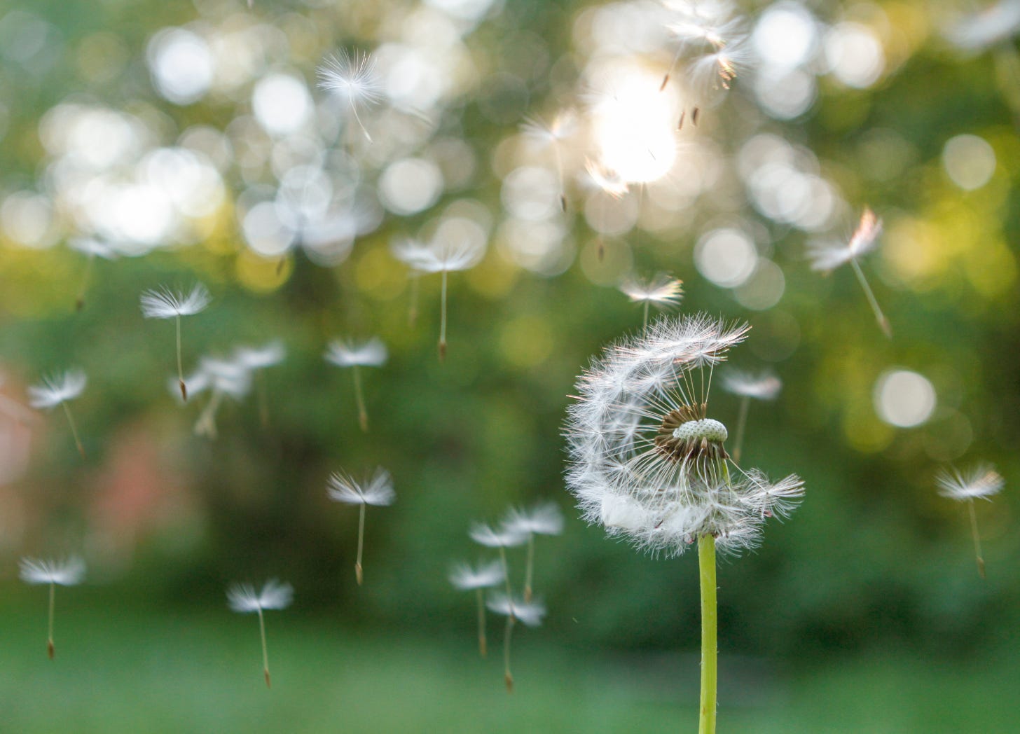 A close-up of a dandelion against a soft, blurred background, with a few seeds floating gently into the air, symbolizing the act of breathing life and spreading positivity in parenting.