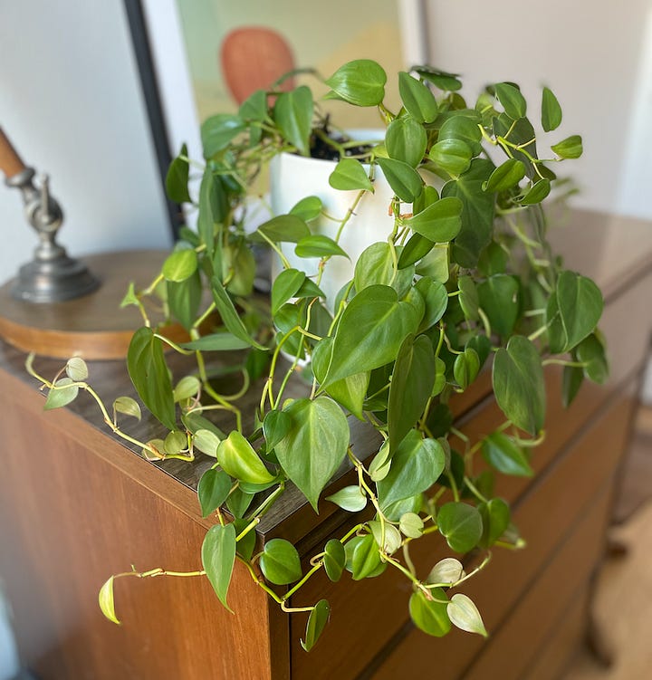 Growth of a philodendron