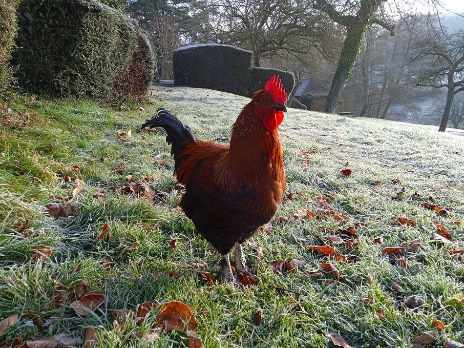 Photo of a Galois cockerel