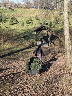 A tween in purple pants, a black puffy jacket, and black hat pulls a Christmas tree on a black sled toward a small covered bridge. Christmas trees dot the hill in the distance, and the ground is covered with brown fall leaves.